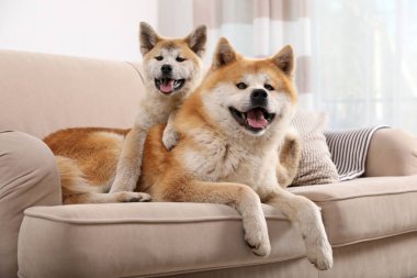 Oturma odasında kanepeüzerinde Sevimli Akita Inu köpek ve köpek yavrusu