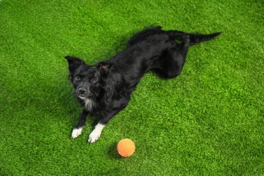 Yeşil çim üzerinde topu ile sevimli köpek, görünümün üzerinde