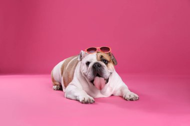 Pembe arka planda güneş gözlüğü ile Sevimli İngiliz bulldog