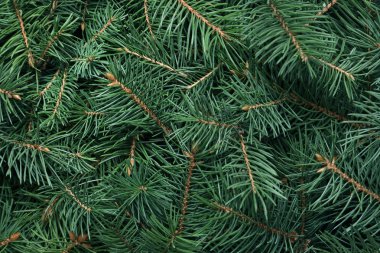 Arka plan olarak Noel ağacının dalları, closeup
