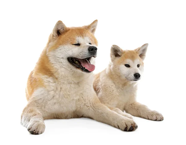 Bedårande Akita Inu hund och valp isolerad på vitt — Stockfoto