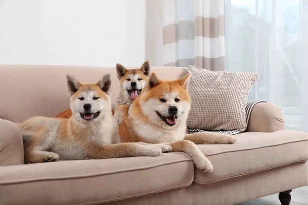 Adorável cão Akita Inu e cachorros no sofá na sala de estar — Fotografia de Stock