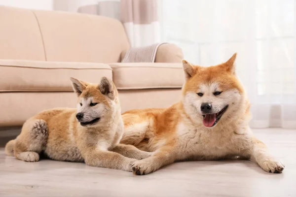 Adorable perro Akita Inu y cachorro en el suelo en la sala de estar — Foto de Stock