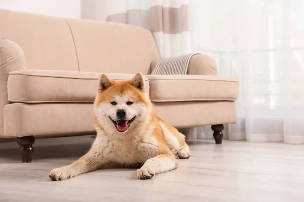 Urocza Akita Inu psa na podłodze w salonie — Zdjęcie stockowe