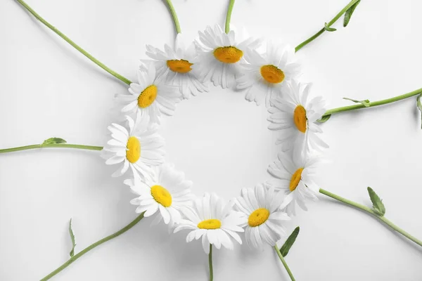 Círculo hecho de hermosas flores de manzanilla sobre fondo blanco, vista superior — Foto de Stock