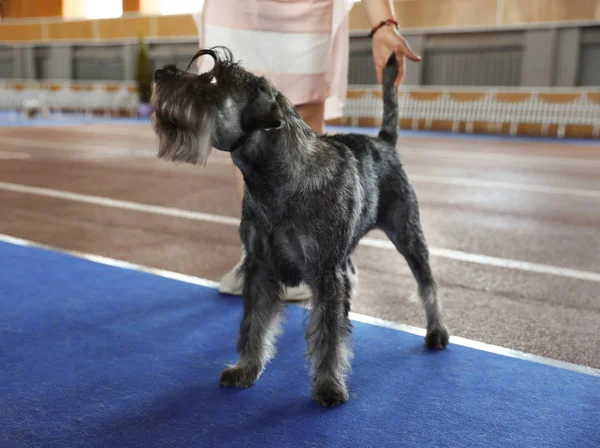 Köpek gösterisinde Sevimli gri Standart Schnauzer
