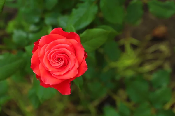 夏日，美丽的盛开的玫瑰在花园里绽放。文本空间 — 图库照片