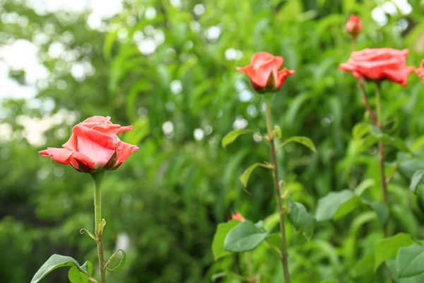 Hermosas rosas en flor en el jardín en el día de verano. Espacio para texto — Foto de Stock