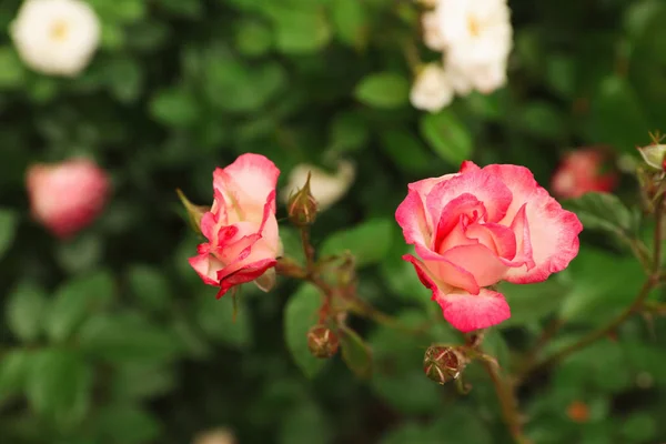 Όμορφα ανθισμένα τριαντάφυλλα στον κήπο την καλοκαιρινή μέρα — Φωτογραφία Αρχείου