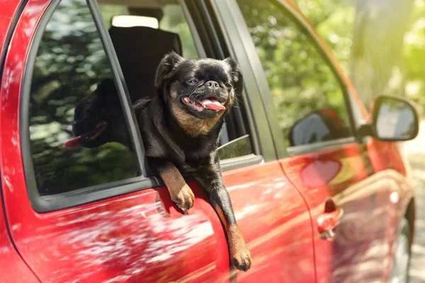 귀여운 쁘띠 브라반콘 개는 여름 날에 차 창 밖으로 기대어 — 스톡 사진