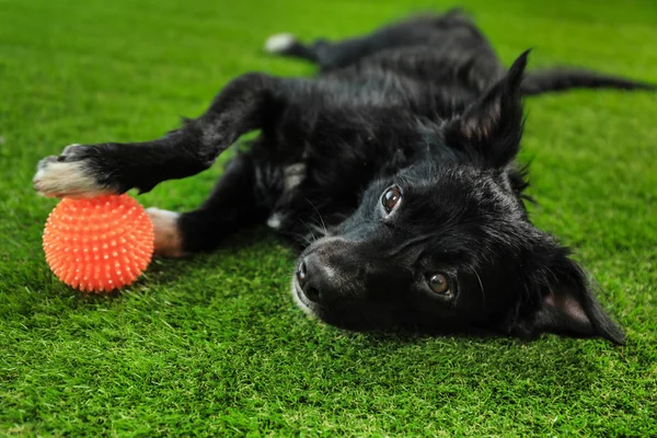 Ładny pies z piłką na zielonej trawie — Zdjęcie stockowe