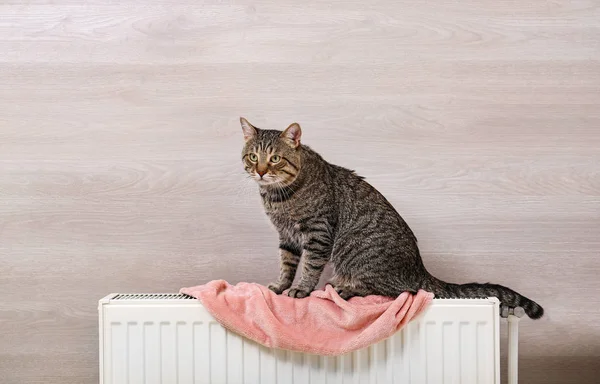 Cute tabby cat on heating radiator with plaid near light wooden wall — Stock Photo, Image