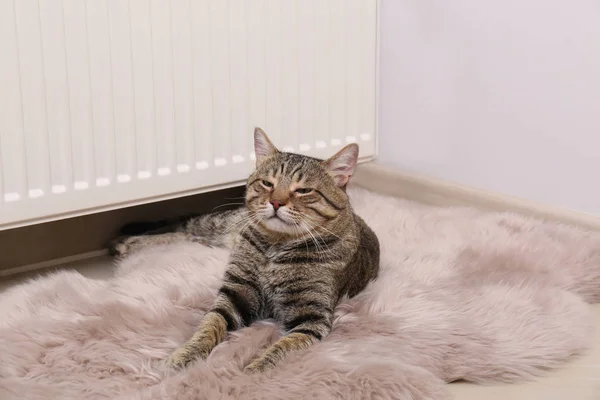 Χαριτωμένο γάτα γατούλα σε ψεύτικη γούνα χαλί κοντά θέρμανσης καλοριφέρ σε εσωτερικούς χώρους — Φωτογραφία Αρχείου