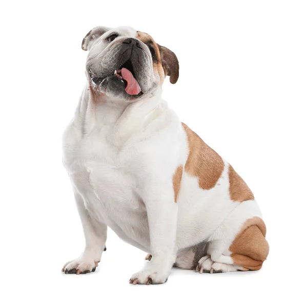 Adorável engraçado Inglês bulldog no fundo branco — Fotografia de Stock