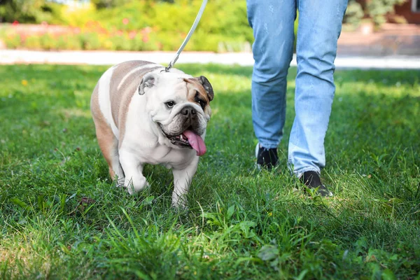 Nő sétált vele vicces angol bulldog parkban, Vértes — Stock Fotó