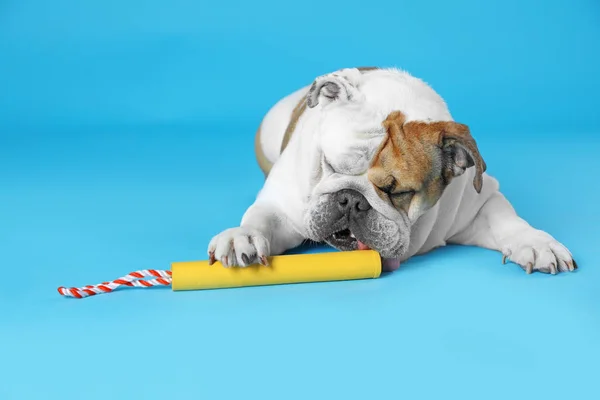 Adorable bouledogue anglais drôle avec jouet sur fond bleu clair Photo De Stock