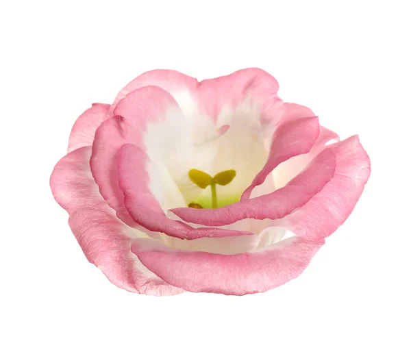 Vacker fräsch Eustoma blomma på vit bakgrund — Stockfoto