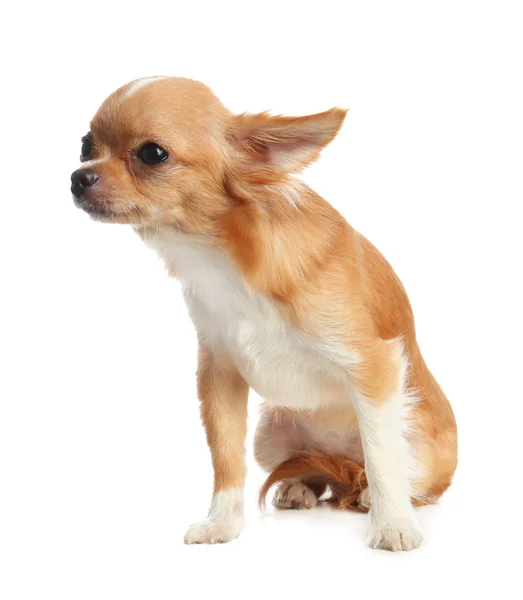 Carino piccolo cane Chihuahua su sfondo bianco — Foto Stock