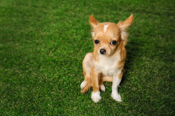 Aranyos kis Chihuahua kutyát a zöld fű. Szóköz a szöveghez — Stock Fotó