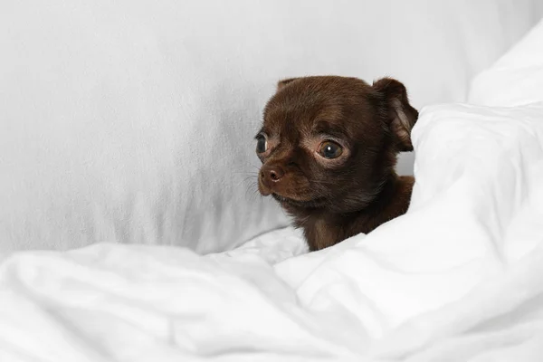 Bonito pequeno cão Chihuahua deitado na cama — Fotografia de Stock