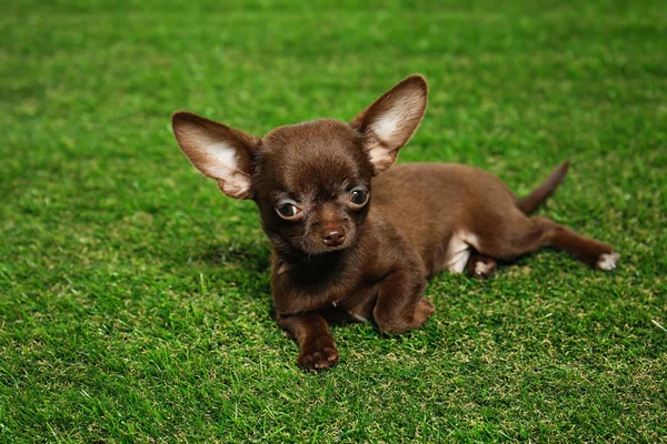 Lindo perro Chihuahua pequeño sobre hierba verde —  Fotos de Stock