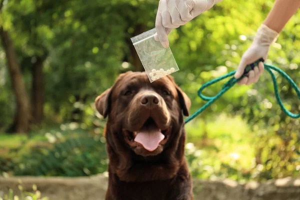Detection Labrador dog sniffing drugs in plastic bag outdoors — Stock Photo, Image