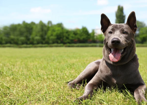 Herrchen mit thailändischem Ridgeback auf grünem Gras bei Hundeausstellung, Nahaufnahme — Stockfoto