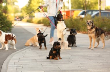 Genç kadın parkta sevimli köpekler yürüyüş