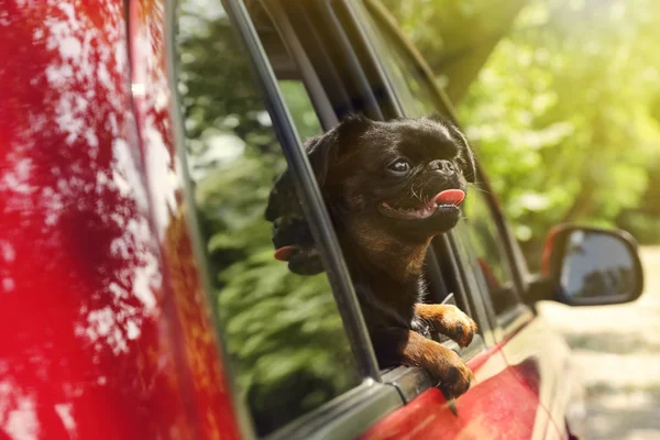 Cute Petit Brabancon pies pochylony z okna samochodu w letni dzień — Zdjęcie stockowe