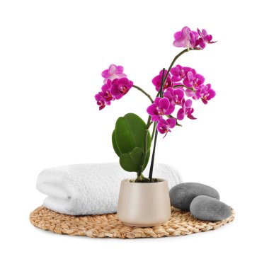 Beyaz arka plan üzerinde saksı ve spa taşları orkide ile Kompozisyon