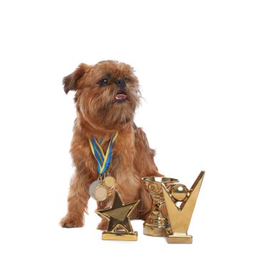 Beyaz arka planda şampiyon kupa ve madalya ile Sevimli Brüksel Griffon köpek
