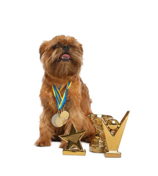 Lindo perro Griffon de Bruselas con trofeos campeón y medallas sobre fondo blanco — Foto de Stock