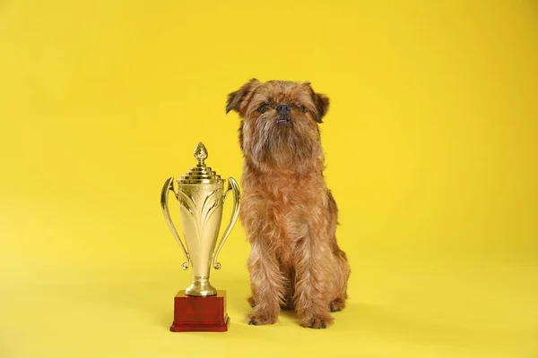 Lindo perro Griffon de Bruselas con trofeo campeón sobre fondo amarillo — Foto de Stock