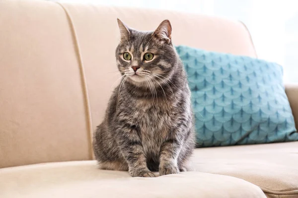 Söpö harmaa tabby kissa sohvalla. Ihana lemmikki — kuvapankkivalokuva