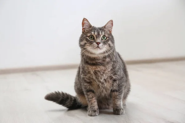 Gato bonito tabby cinza sentado no chão dentro de casa. Bonito animal de estimação — Fotografia de Stock