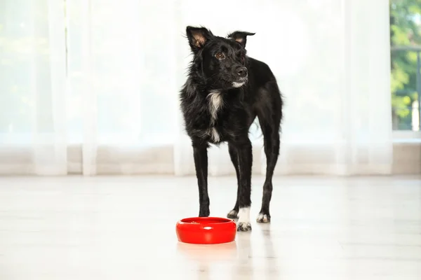 Cute dog eating from bowl on floor in room