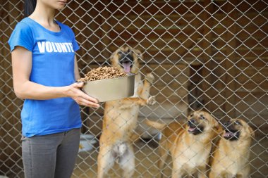 Kafesin yanında hayvan barınağında evsiz köpeklerle dolu bir kadın. Gönüllülük kavramı
