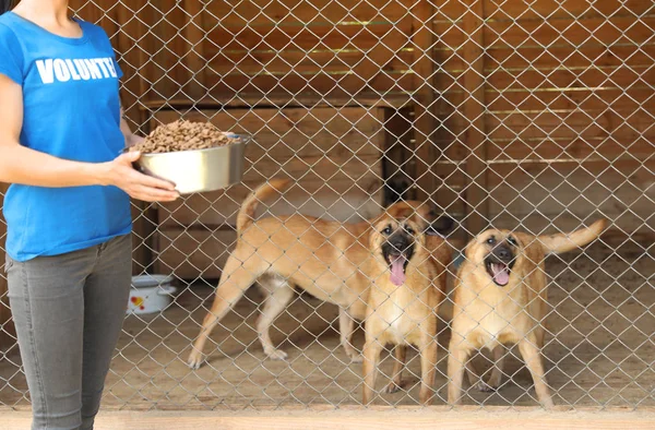 Mujer sosteniendo tazón de comida cerca de la jaula con perros sin hogar en refugio de animales. Concepto de voluntariado — Foto de Stock