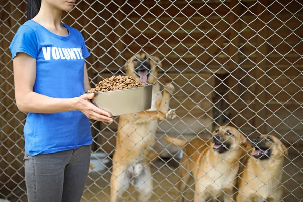 Mujer sosteniendo tazón de comida cerca de la jaula con perros sin hogar en refugio de animales. Concepto de voluntariado — Foto de Stock