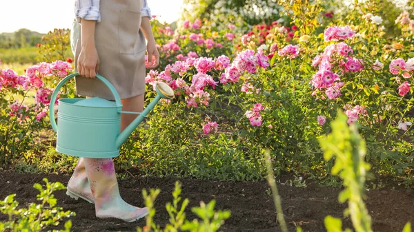 Wanita dengan air bisa dekat semak mawar luar ruangan, closeup. Alat berkebun — Stok Foto