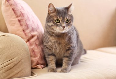 Kanepede sevimli gri tekir kedi. Güzel evcil hayvan