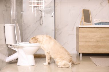 Sevimli Golden Labrador Retriever klozet içme suyu