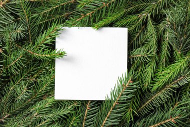 Köknar ağacı dallarında boş kart, üst görünüm. Metin için alan