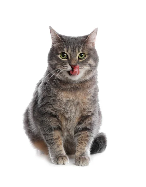 Lindo gato gris tabby sobre fondo blanco. Hermosa mascota —  Fotos de Stock