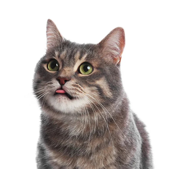 Söt grå tabby katt på vit bakgrund. Lovely PET — Stockfoto