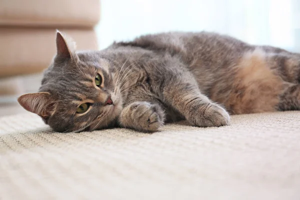 Niedliche grau gestromte Katze auf Teppich drinnen. liebes Haustier — Stockfoto