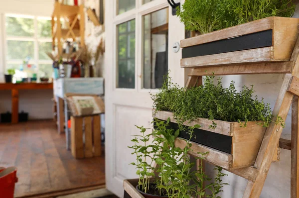 Dřevěné rošty s domácími rostlinami v blízkosti prodejny, prostor pro text — Stock fotografie