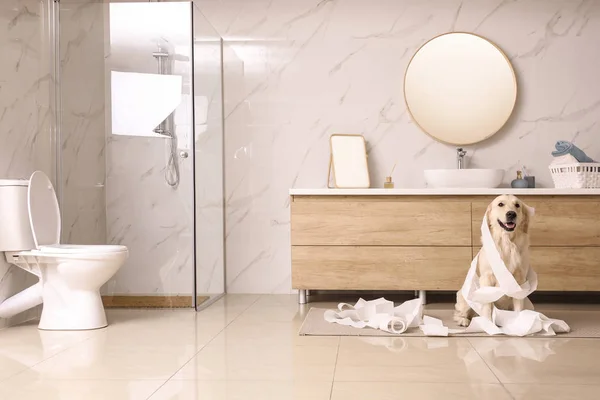 Симпатичный золотой лабрадор-ретривер играет с туалетной бумагой в ванной — стоковое фото