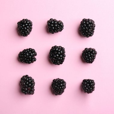 Pembe arka plan üzerinde taze olgun böğürtlen, düz yatıyordu