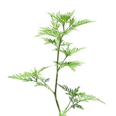 Beyaz arka plan üzerinde çiçeklenme ragweed bitki (Ambrosia cinsi). Mevsimsel alerji